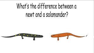 Newt vs. Salamander - what's the difference?