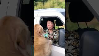 生活的煙火氣比什麽都治愈，而純粹的愛意最能打動人心#金毛路虎 #我的鄉村生活