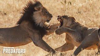 LION FIGHT: Foolish Lion Clobbered by Rival Males | Lion Brothers: Cubs to Kings