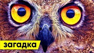ЗАГАДКА с ПОДВОХОМ. Не каждый разгадает #shorts