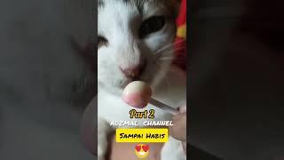 Emut nya Ndak ada Habis-habisnya  #cat #cats #catlover