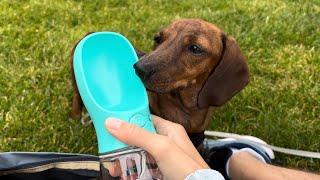 Mini dachshund enjoys the last bits of summer