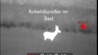 Jagdspezi unterwegs mit der GT Nano Wärmebildkamera  gefilmt wurden Rotwild, Schwarzwild, Rehwild