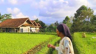 Hanya Ada 3 Rumah, Sederhana Lebih Baik Daripada Pura-Pura  Kaya Padahal Dhuafa. Pedesaan Jawa Barat