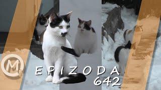 Porodica Zloća - Epizoda 642 (Season 15)