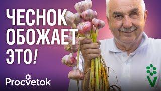 ЧЕСНОК И ЛУК ПРЕОБРАЗЯТСЯ НА ГЛАЗАХ ОТ ЭТОЙ ПОДКОРМКИ ! Быстро пойдут в рост и не будут желтеть