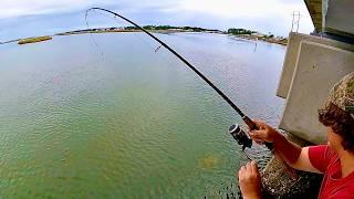 BIGGEST SHEEPSHEAD 2024 - Variety Inshore Fishing