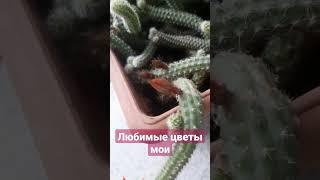 #кактусы цветут #турция #turkey #knitting #вязание