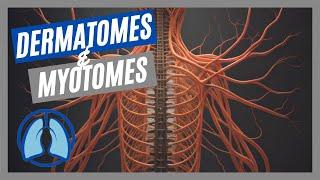 Dermatomes & Myotomes Made Easy