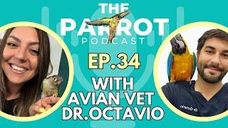 Avian Vet Tips for Healthy Parrots! | The Parrot Podcast #34