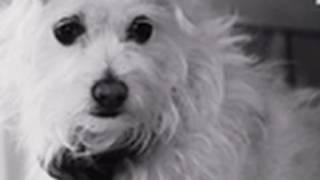 Dog Senses Owner's Seizure | Saved