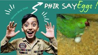 Ringneck Nay Phir Say Eggs Day Deye  Hamare Birds Vlogs