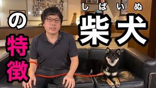 【 柴犬の特徴 】をペットショップ店長が解説します！