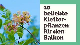 10 beliebte Kletterpflanzen für den Balkon