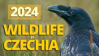 Wild Czechia – My Best Wildlife Shots of 2024