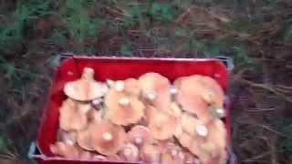 foraging for saffron milk caps and slippery jacks