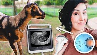 Did Our Artificial Insemination Work?! (goat pregnancy ultrasound)