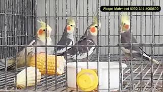 Funny Cockatiel #woafunny #woavideo #woaanimals #birdsofparadise, #woapets, #parrotparadise | Waqas