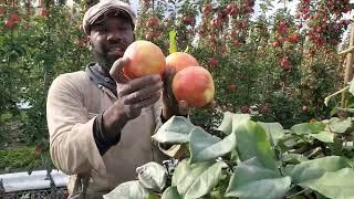 -2  Ambrosia  apple picking bc Canada 