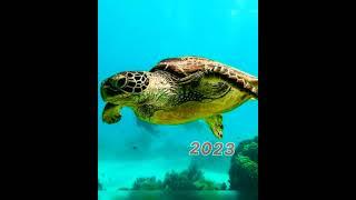 2023 turtle  vs 5000 bc turtle ||mythical biology|#youtubeshorts #viral #shorts @a_screation234