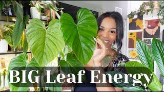 Big Leaf houseplants + Tips & Tricks to keeping them BIG