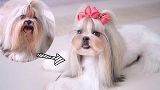 SHIH TZU  GROOMING STYLE️ Long hair To Short hair !!