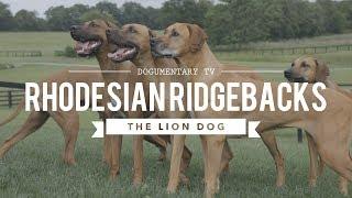 ALL ABOUT RHODESIAN RIDGEBACKS: THE AFRICAN LION HUNTING DOG