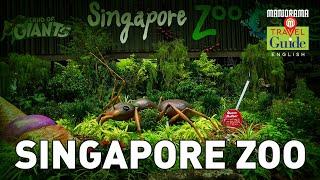 Singapore Zoo | MM Travel Guide | Singapore Tourist Places | Singapore Travel Videos | Mandai Zoo