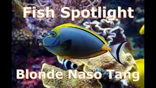 Fish Spotlight: Blonde Naso Tang