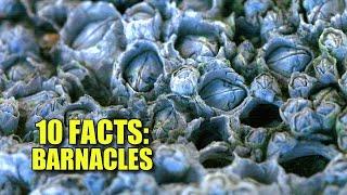 Obscure Facts: BARNACLES  (10 Facts You've NEVER HEARD!)