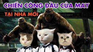 Chiến công hiển hách của May tại nhà mới và cái kết | maly.gaugau