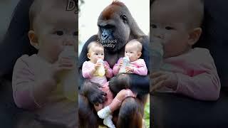 Gorilla and Baby