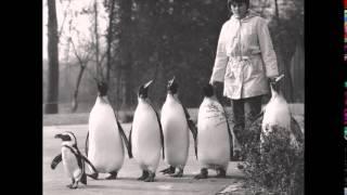 Der erste Pinguinspaziergang im Zoo Basel