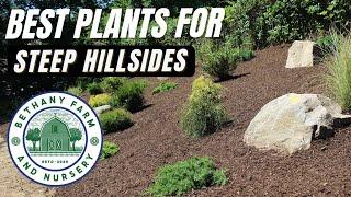 Best Plants for Steep Hillsides