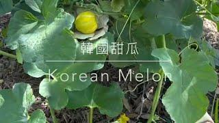 韓國香瓜種植 How to Plant Korean Melon