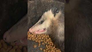 Dramatic Opossum Plays Dead in the Dinner Bowl || ViralHog