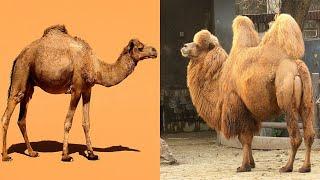 Comparing Dromedary and Bactrian Camels