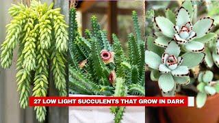 27 Low Light Succulents that Grow in Dark