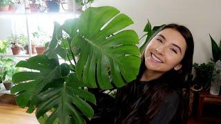 Huge Monstera Spring Repotting