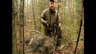 Загонная охота на кабана (Wild boar hunting with dogs).