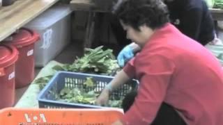 Вспышка кишечной палочки E.coli