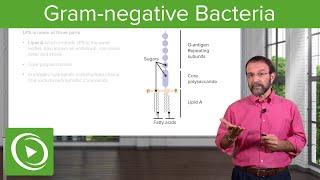 Gram-Negative Solution: Lipopolysaccharide & Bacterial Structure – Microbiology | Lecturio