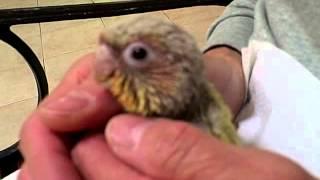 Zazu  Green Cheek Conure