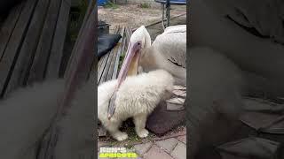 Pelican eats cute white puppy 