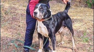 «Азулы төбет» питомнигі, , Жамбыл облысы,  Құлан ауылы |Central Asian shepherd «Azuly TOBET»