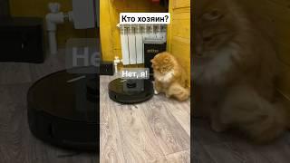 Кто главный на хуторе? #кот #роботпылесос #дом #жизнь #деревни #хутор