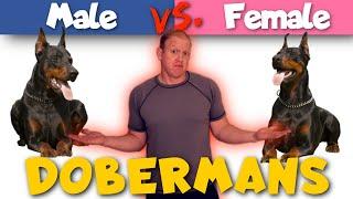 Male vs. Female Dobermans: How They Are Different