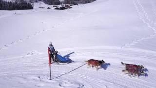 Kandersteg Sleddog Race 2017 Samstag