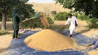 Harvesting Wheat by Hand in Afghanistan Jaghori