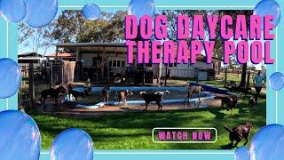 Therapy Dog POOL for Daycare Doggies